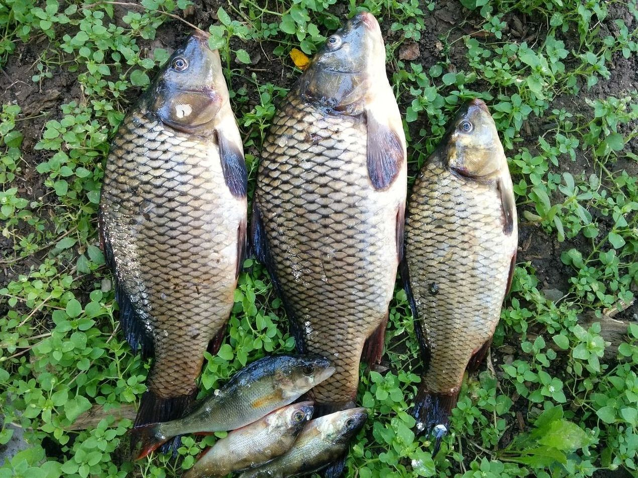 জমা দিন এবং 600 FS পান